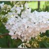 lilac_2014_1