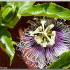 passionfruit1