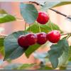 sourcherry