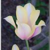 tulip_2014