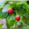 alpinestrawberries