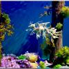 Seahorse