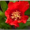 pomegranateblossom