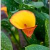 CallaLily