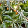 SeaHornBerry