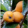 loquat2