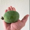 DasFruit3