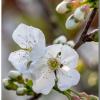 CherryBlossom