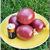 passionFruit2023