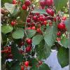 Cherries1