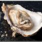oysters