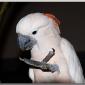 SalmonCockatoo