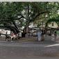 banyan_pano