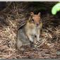 chipmunk2
