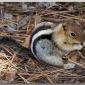 chipmunk3