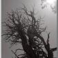 deadtree