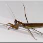 mantis