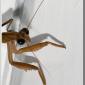 mantis_closeup