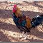 rooster