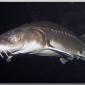 sturgeon