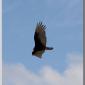 turkeyvulture